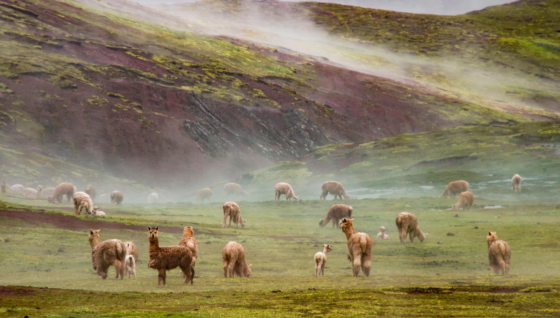Grupo de alpacas y llamas pastando en un campo verde y húmedo bajo la neblina de los Andes peruanos, ideal para quienes deciden viajar a Puno en enero.